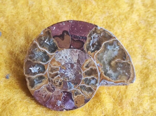 Brosche Clip Krawattennadel Ammonit Silber 925 Unikat Fossil Kreidezeit Madagaskar